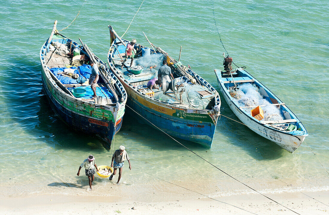 Goan fishermen bringing in fresh catch with traditional wooden boats on the shore